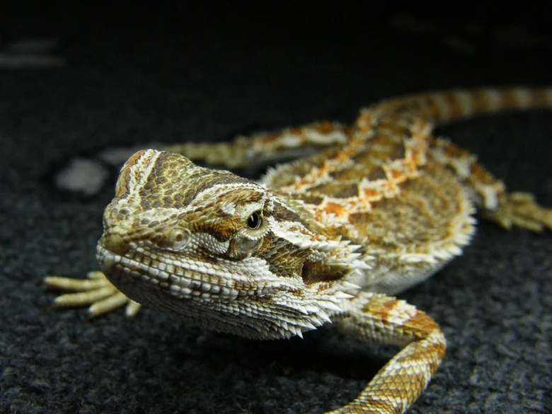 Agama hnědá (bearded dragon) v tmavém prostředí.