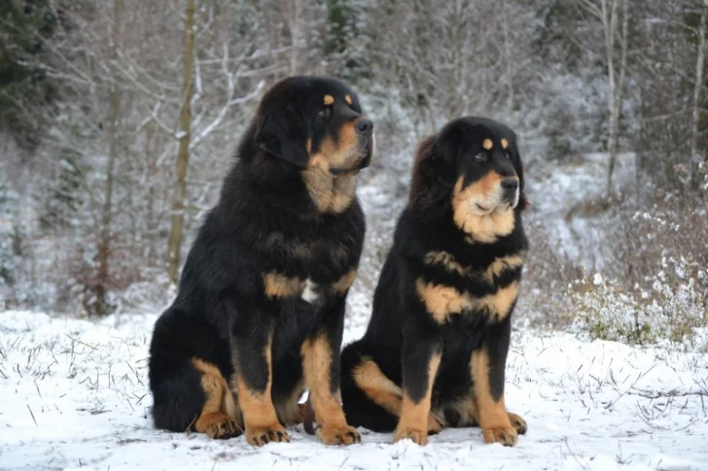 Dva tibetské doga sedící v sněhu na pozadí lesa.