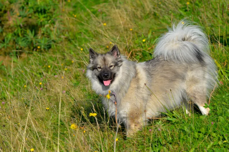 Keeshond pes stojí na trávníku s květinami.
