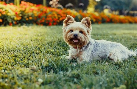 Yorkshire terrier dog