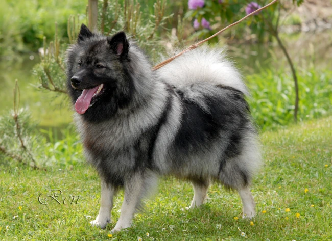 Velký špic (Keeshond) stojí na trávníku v zahradě.