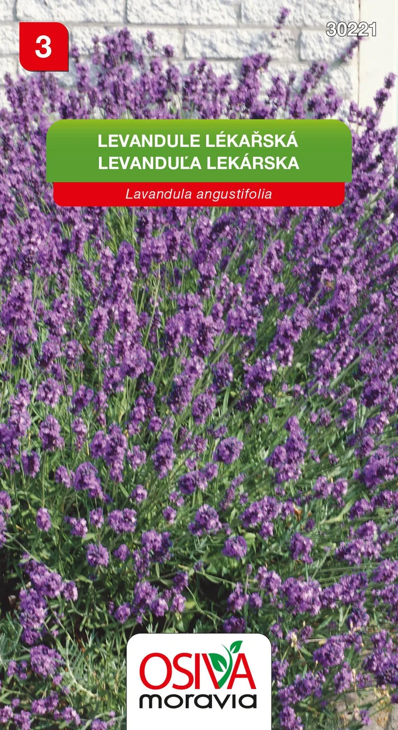 Fotografie kvetoucí levandule rostouci na kamenné zdi