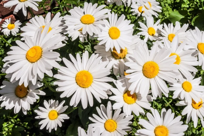 Bílé květy kopretiny leucanthemum s žlutými středky na zeleném pozadí.