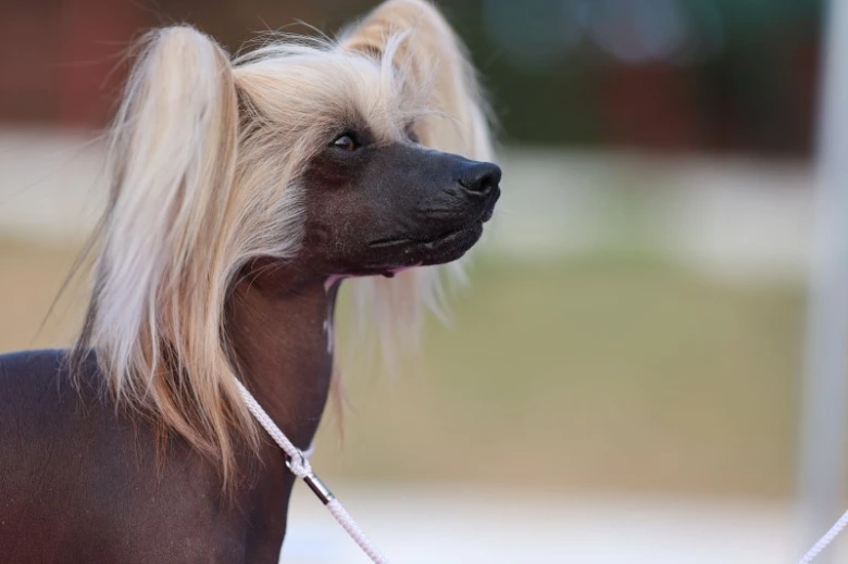 Čínský chocholatý pes s dlouhými blond vlasy v profilu.