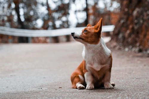 Hnědo-bílý welsh corgi pembroke sedí venku na chodníku.