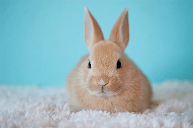 Zakrslý králík sedí na bílém koberci s modrou stěnou.