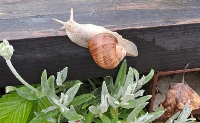 Snail on wood and plants