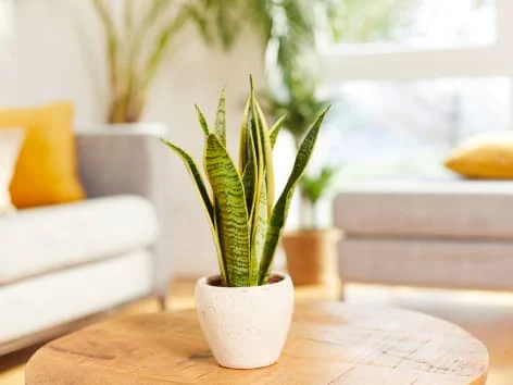Snake plant in pot on table