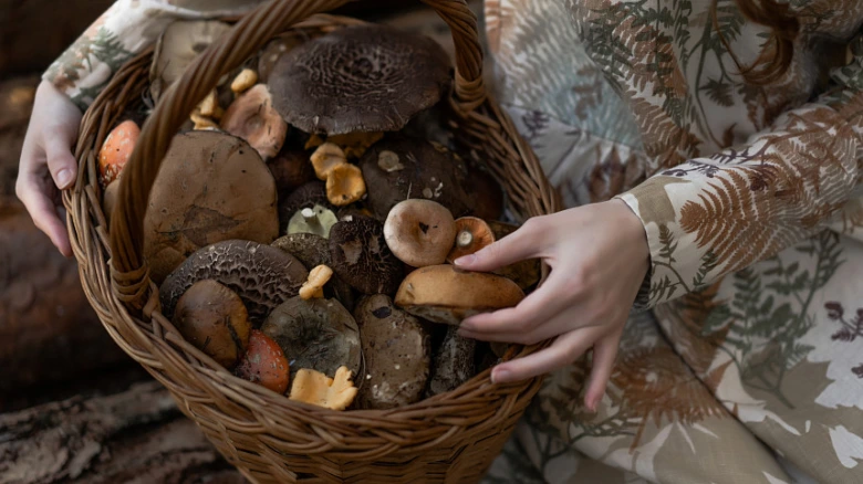 Edible wood mushrooms in basket