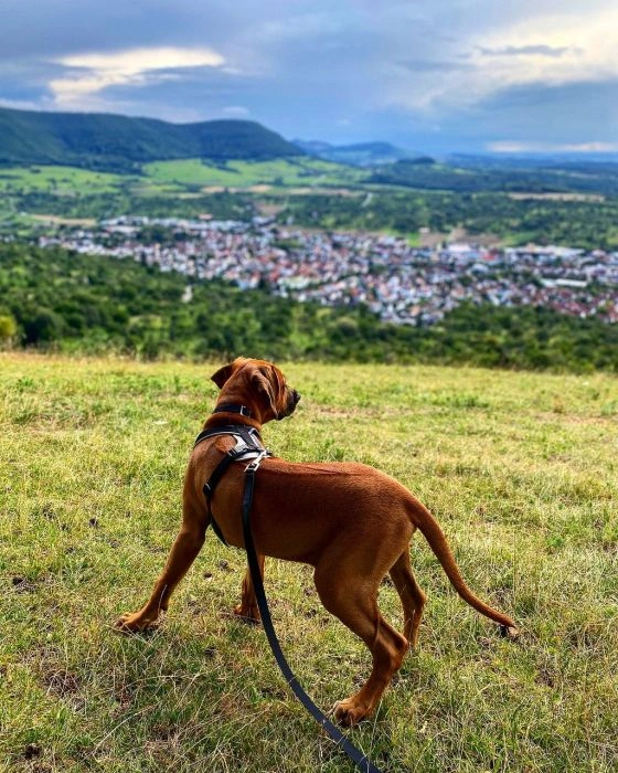 Rhodéský ridgeback stojí na travnatém návrší s výhledem do údolí.
