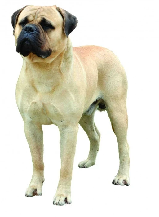 Plemenný pes bullmastif stojící na bílém pozadí.