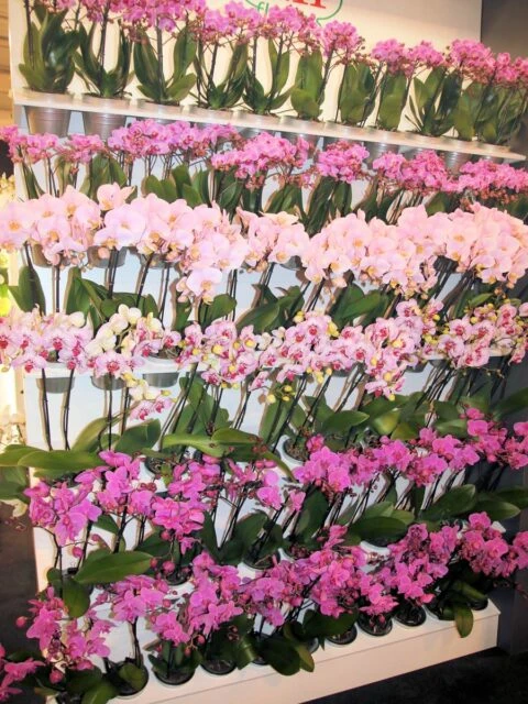 Řady růžových phalaenopsis orchidejí na policích v skleníku.
