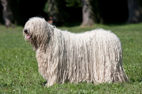 Komondor s dlouhým srstí stojí na trávníku v přírodě.