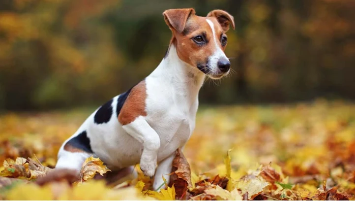 Jack Russel teriér sedící na podlaze s listím.