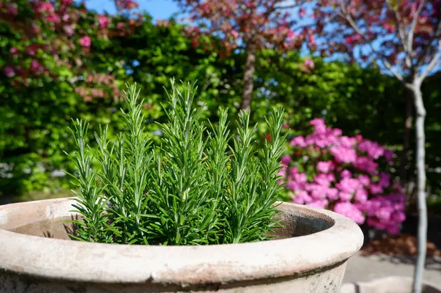 Rosemary plant in pot