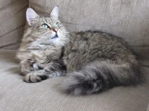 Siberian cat on couch