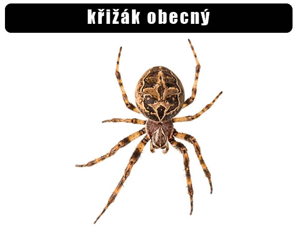 Žena křižáka obecného s charakteristickým vzorem na zadečku.