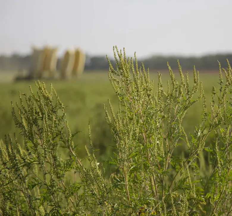 Ambrosia plant in field