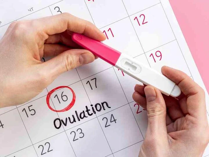 Ruce drží těhotenský test nad kalendářem s označením vajíčkování.