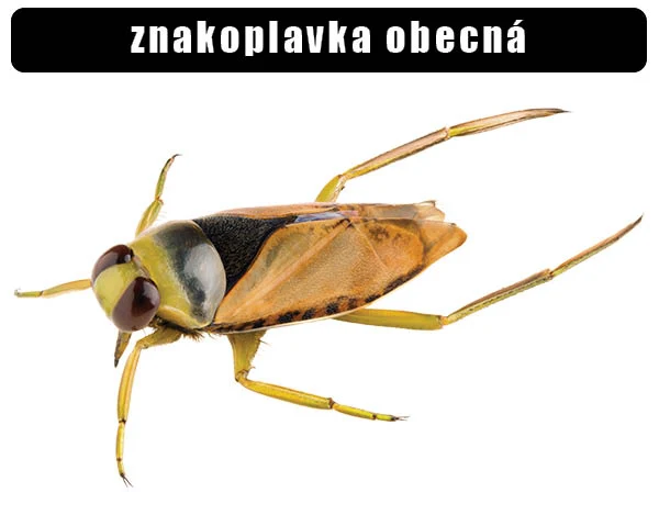 Fotografie znakoplavky obecné na bílém pozadí s detailním zobrazením těla.