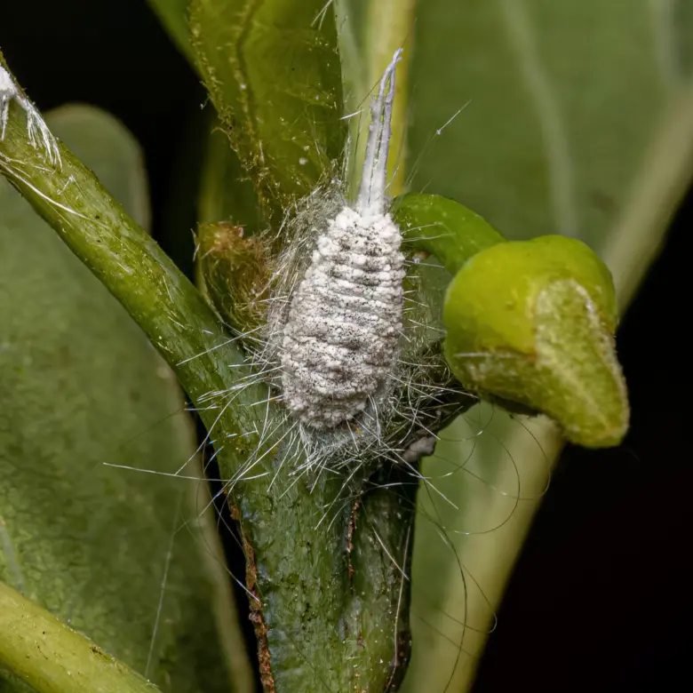 Mealybug on plant stem