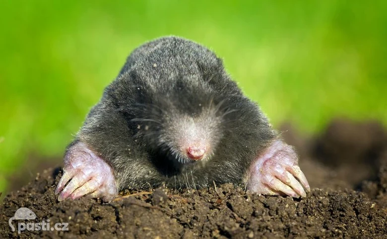 Krtek vyčítá hlavu z hlíny v zelené zahradě.