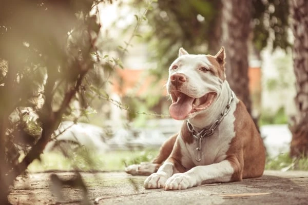Americký pitbulteriér sedí venku a má otevřenou tlamu.