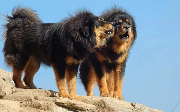 Dva dospělí tibetští mastifové stojí na skále.