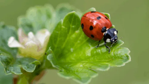 Ladybug on leaf