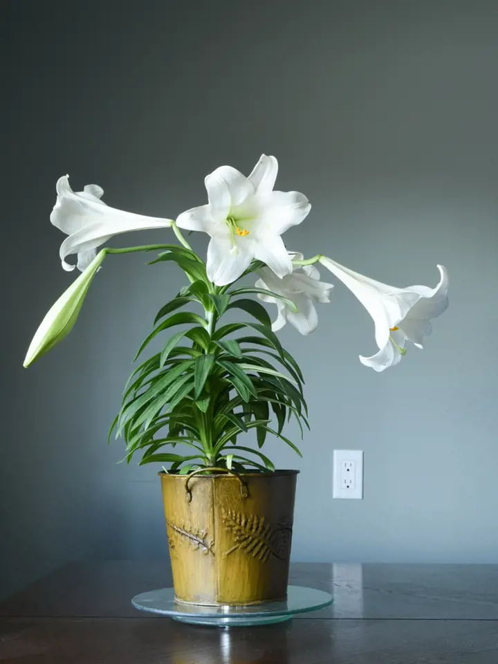 Potted white lily plant