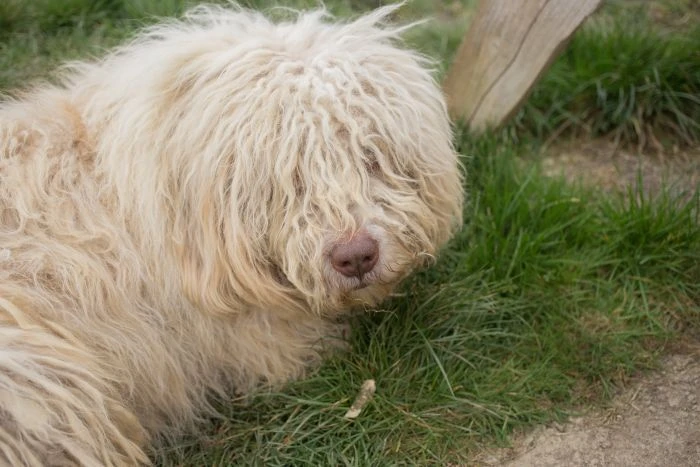 Komondor pes leží na trávě venku.
