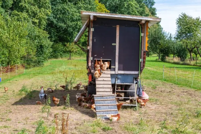 Dřevěný kurník s kuřaty na trávníku mezi stromy