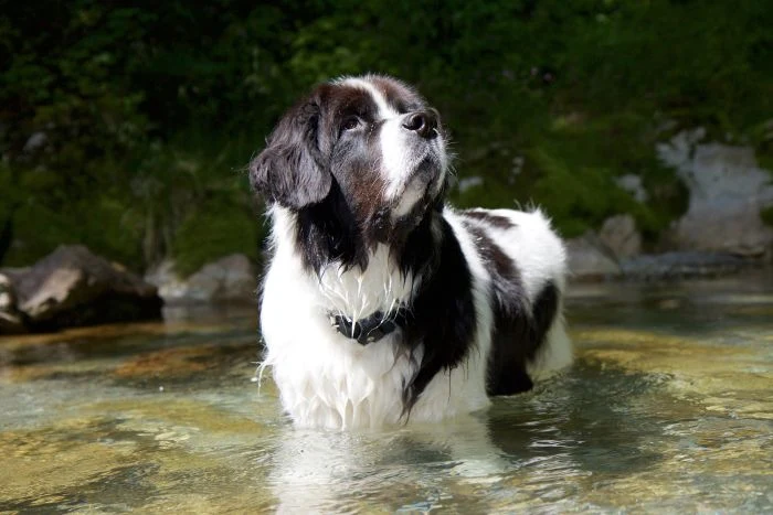 Landseer pes stojí v řece s mokrou srstí.