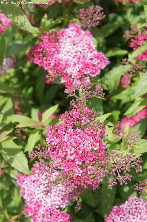 Růžové květy tavolníku spiraea v zahradním prostředí.