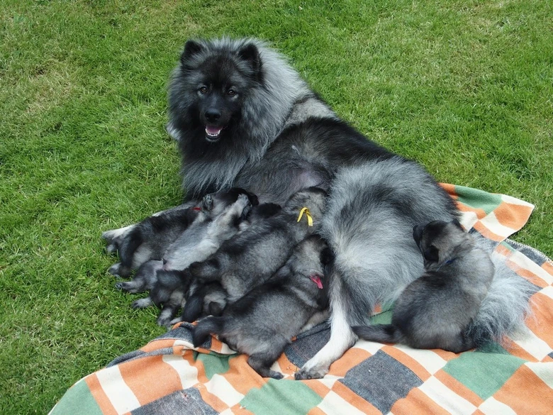 Keeshond s vrhem štěňat na plédě v trávě
