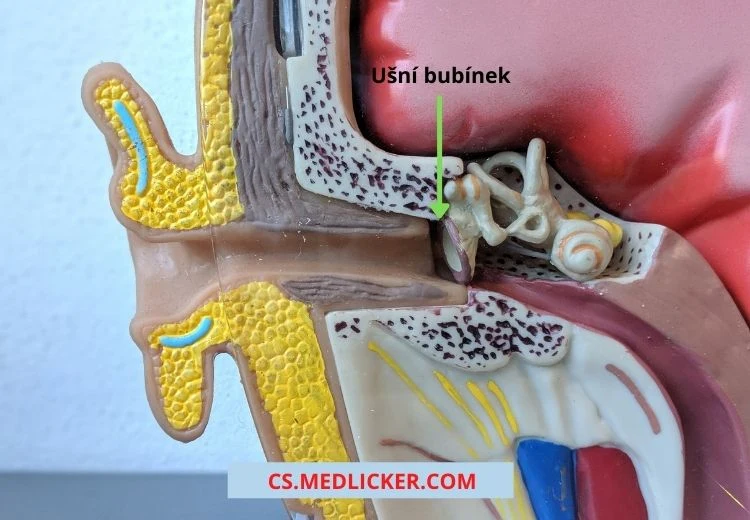 Anatomický model ucha ukazující přepážku naznačenou zeleným šipkou.