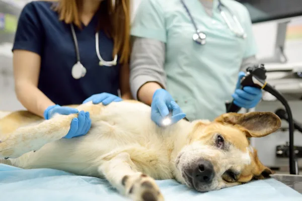 Pes leží na stole, zatímco dva veterináři ho vyšetřují.