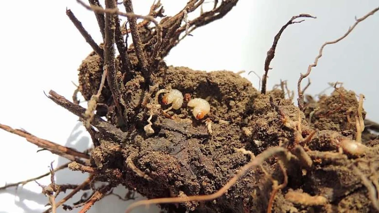 Root weevil larvae on roots