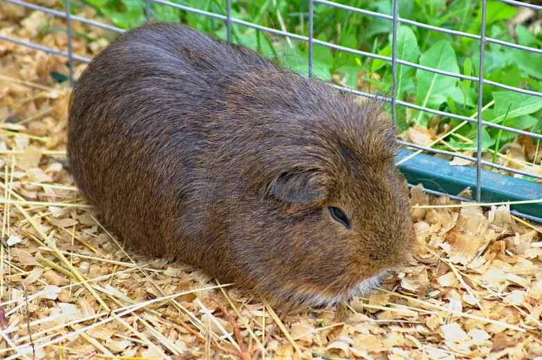 Hnědé morče v kleci s pilinami venku.