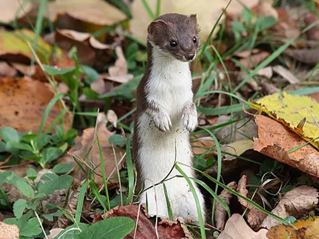 Stoat standing on hind legs