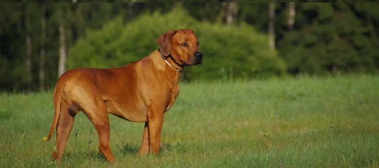 Rhodesianský ridgeback stojí na trávníku v přírodě.