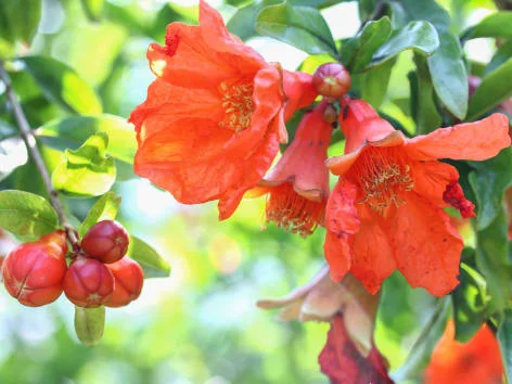 Pomegranate flowers and fruits