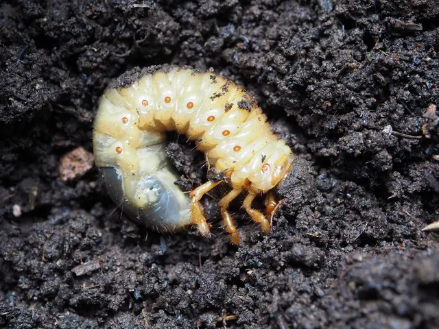 Larva zlatohlávka v půdě s viditelnými nožkami a tělem.
