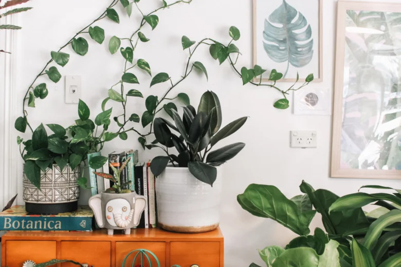 Indoor plants on cabinet