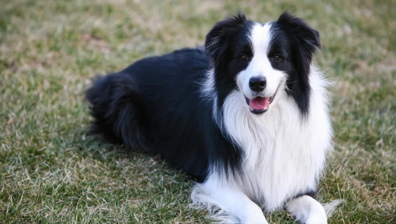 Černobílý border collie leží na trávě.
