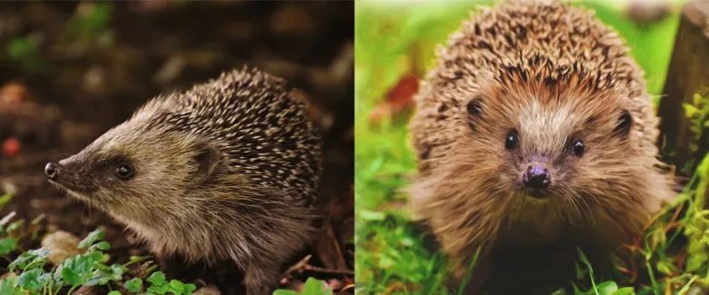 Dva ježci bělobřichí v přírodě na pozadí trávy.