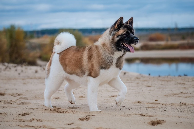 Americká akita běží po pláži v přírodním prostředí.