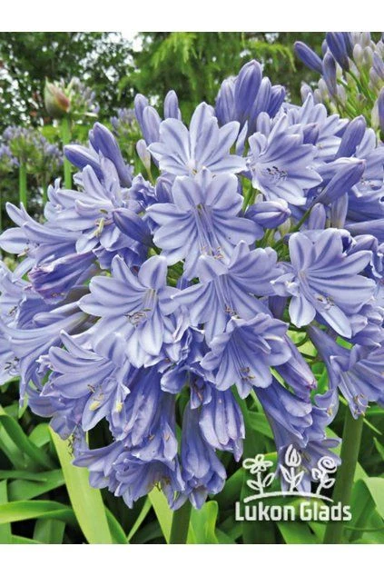 Modrý kalokvět agapanthus v plném květu na zeleném pozadí.