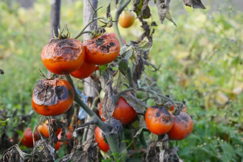 Zhnívající rajčata na lodyze s tmavými skvrnami v zahradě.
