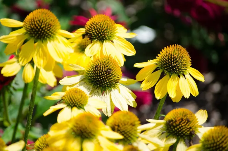 Žluté květy třapatky rudbeckii v zahradním prostředí.